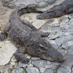 熱川バナナワニ園