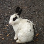 万座温泉　放し飼い　うさぎ