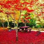 昭和の森会館