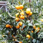 小坂みかん共同農園