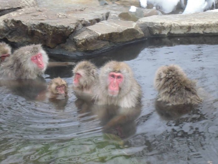 猿の温泉の写真