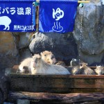 人間同様カピバラ達も温泉を楽しんでいます。