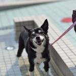 足湯　犬用　マリンタウン