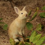 大久野島うさぎ2