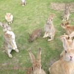 うさぎ島