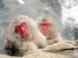 猿の温泉の写真