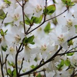 清楚な花を咲かせるゴヨウツツジ