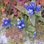 登山道に咲くリンドウ