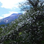 ゴヨウツツジと那須連山
