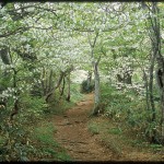 ゴヨウツツジのトンネル