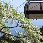 那須ゴンドラとゴヨウツツジ