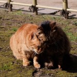 有馬温泉の猫の写真