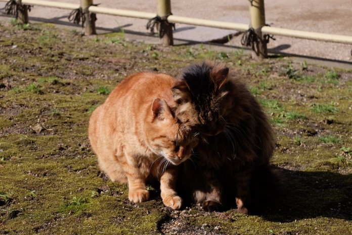 有馬温泉の猫の写真