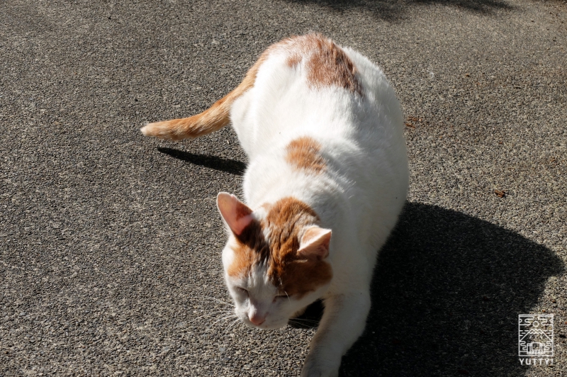 梅ヶ島温泉【湯の宿いちかわ】の看板猫の写真