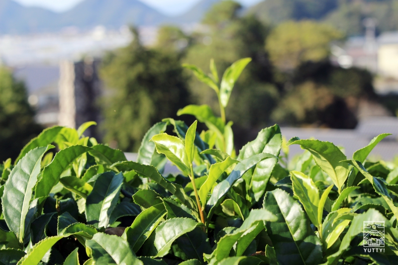 伊豆長岡温泉の茶畑の写真