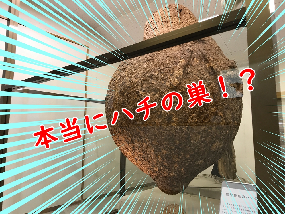 長野県【望岳荘】「世界最大の蜂の巣」が見られる温泉に行ってきた