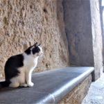 チヴィタにいる猫の写真