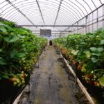 平田観光農園の写真