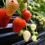 平田観光農園のいちご