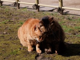 有馬温泉の猫の写真