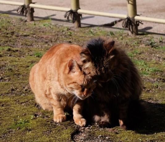 有馬温泉の猫の写真